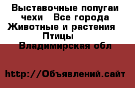 Выставочные попугаи чехи - Все города Животные и растения » Птицы   . Владимирская обл.